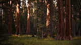 Sunlight highlights the massive reddish-brown trunks of giant sequoia trees standing tall in a lush forest.