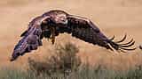 A majestic golden eagle flies with its wings outstretched against a warm, blurred background.