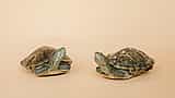 Two turtles rest facing opposite directions against a seamless beige studio background.