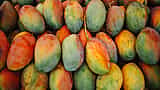 A large pile of ripe mangoes with vibrant green, red, and yellow skin.