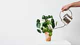 A hand uses a silver watering can to water a Chinese money plant against a clean white background.