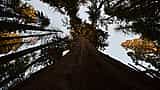 A low-angle view looking straight up the massive trunk of a towering sequoia tree toward the canopy.