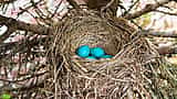Vibrant blue eggs resting inside a woven bird's nest nestled in the branches of a tree.