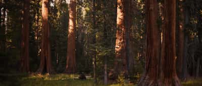 Sunlight highlights the massive reddish-brown trunks of giant sequoia trees standing tall in a lush forest.