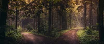 A dirt road splits into two separate paths winding through a misty, sunlit forest.