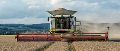 A massive combine harvester cutting through a golden wheat field with grain piled high in its hopper.