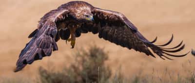 A majestic golden eagle flies with its wings outstretched against a warm, blurred background.