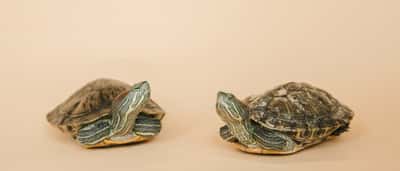 Two turtles rest facing opposite directions against a seamless beige studio background.