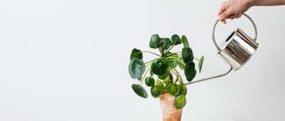 A hand uses a silver watering can to water a Chinese money plant against a clean white background.