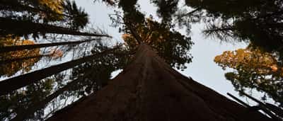 A low-angle view looking straight up the massive trunk of a towering sequoia tree toward the canopy.