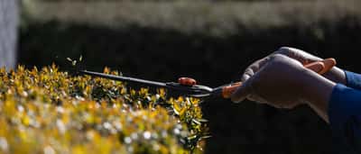 A gardener uses long shears to trim the top of a leafy hedge to a flat line.