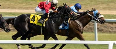 Two racehorses and their jockeys gallop neck and neck along a dirt track.