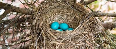Vibrant blue eggs resting inside a woven bird's nest nestled in the branches of a tree.