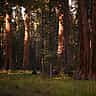 Sunlight highlights the massive reddish-brown trunks of giant sequoia trees standing tall in a lush forest.