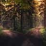 A dirt road splits into two separate paths winding through a misty, sunlit forest.