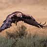 A majestic golden eagle flies with its wings outstretched against a warm, blurred background.