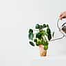 A hand uses a silver watering can to water a Chinese money plant against a clean white background.