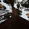 A low-angle view looking straight up the massive trunk of a towering sequoia tree toward the canopy.