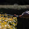 A gardener uses long shears to trim the top of a leafy hedge to a flat line.