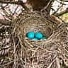 Vibrant blue eggs resting inside a woven bird's nest nestled in the branches of a tree.