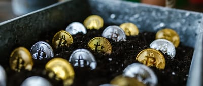 Gold and silver bitcoin tokens sit half-buried in dark soil inside a metal tray.